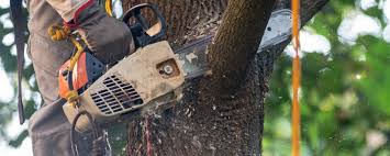 Best Leaf Removal  in Hopatcong, NJ