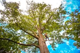 Best Firewood Processing and Delivery  in Hopatcong, NJ