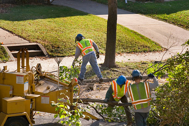 Best Lawn Disease Treatment  in Hopatcong, NJ