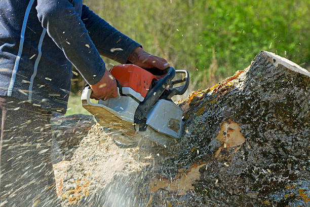 Best Tree Health Inspection  in Hopatcong, NJ
