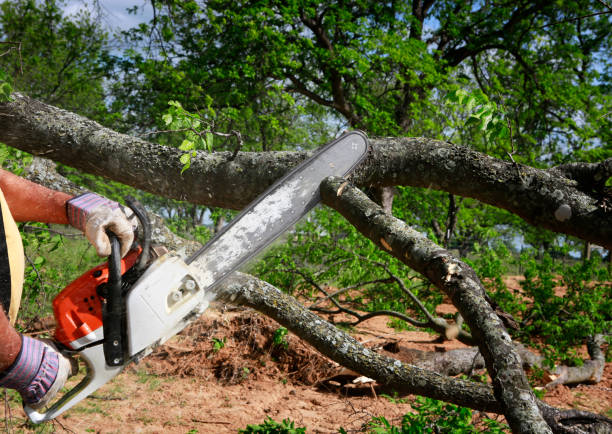 Trusted Hopatcong, NJ Tree Removal Experts